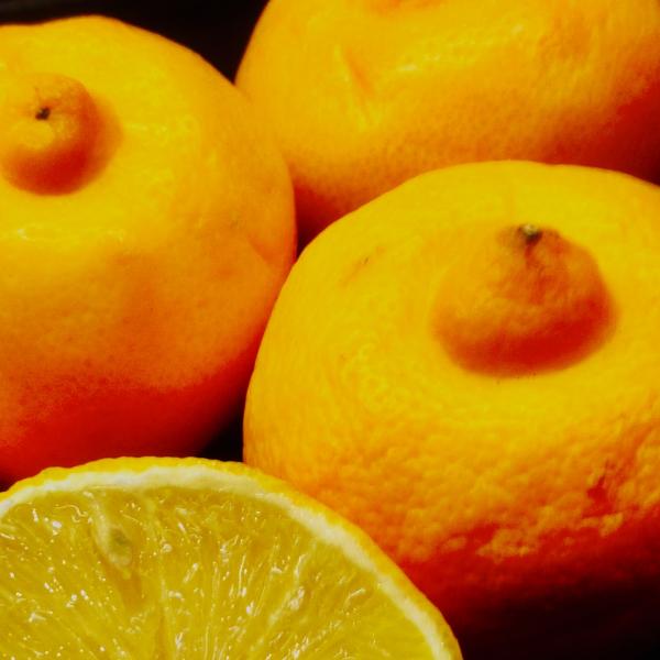citron bergamote2.jpg